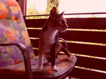 Dorotea Bild von Dorotea