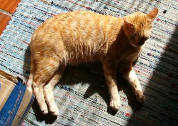 Bild von Sugar