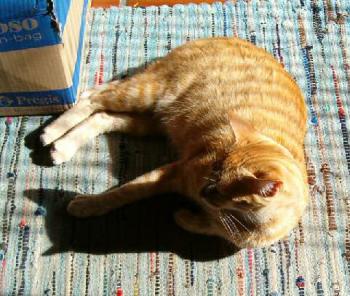 Bild von Sugar