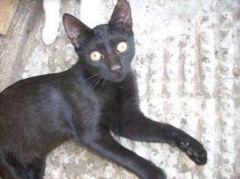 Piruelta Bild von Piruleta