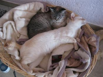 Cashew Luna Bild von Cashew