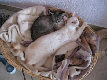 Cashew Luna Bild von Cashew