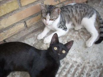 Piruleta Bild von Piruleta