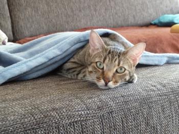 Travis Bild von Travis