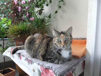 Silwa Bild von Silwa