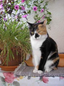 Noe Bild von Noe