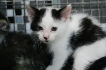 Pepi Bild von Pepi
