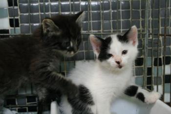 Pepi Bild von Pepi