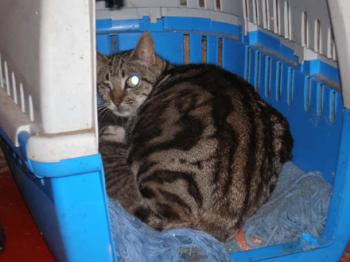 Amaxu Bild von Amatxu