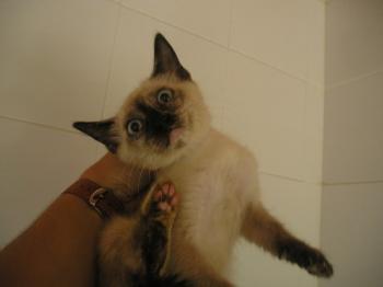 Sandy Bild von Sandy