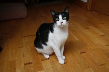 Bruce Bild von Bruce