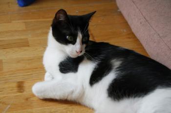 Bruce Bild von Bruce