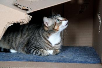 Cora Cleo Bild von Cleo