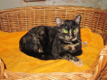 Greta Bild von Greta