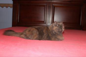 Xana Bild von Xana