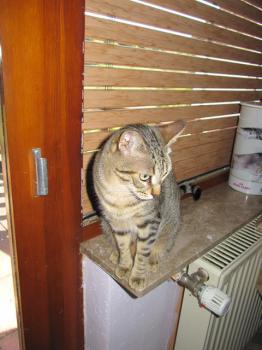 Pomela Bild von Pomela