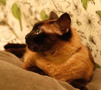 Josefina Brownie Bild von Josefina Brownie