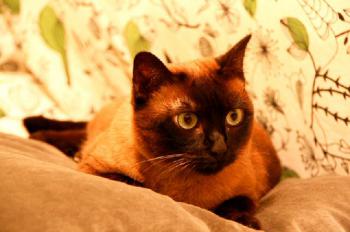 Josefina Brownie Bild von Josefina Brownie
