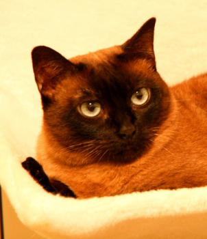 Josefina Brownie Bild von Josefina Brownie