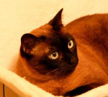 Josefina Brownie Bild von Josefina Brownie