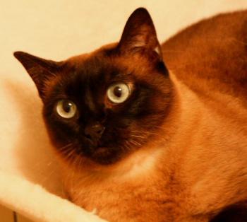 Josefina Brownie Bild von Josefina Brownie
