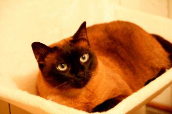 Josefina Brownie Bild von Josefina Brownie