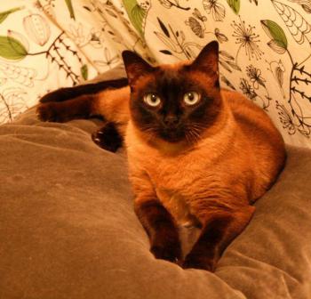 Josefina Brownie Bild von Josefina Brownie