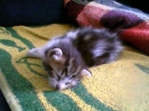 Trik Bild von Trik