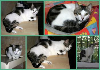Nachito Bild von Nachito