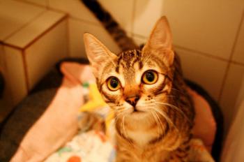 Betsy Bild von Betsy