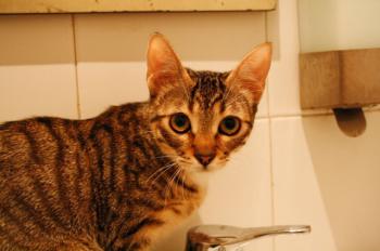 Betsy Bild von Betsy