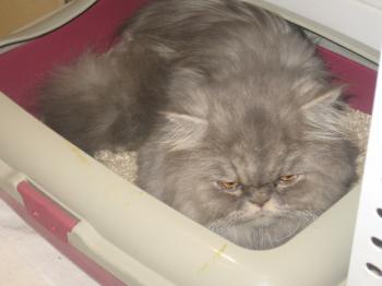 Bild von Zuko