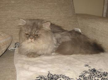 Bild von Zuko