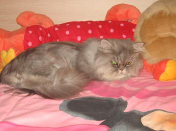 Bild von Zuko