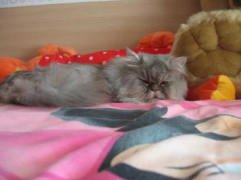 Bild von Zuko