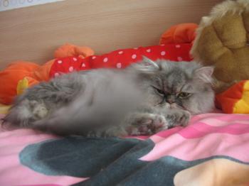 Bild von Zuko