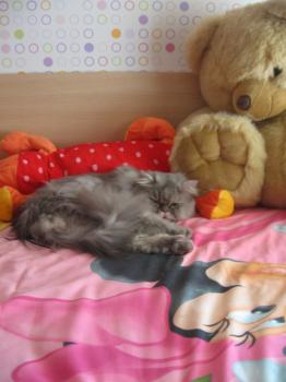 Bild von Zuko