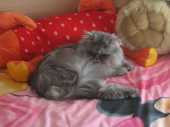Bild von Zuko