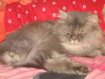 Bild von Zuko