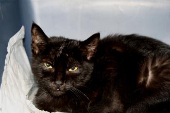 Salem Bild von Salema