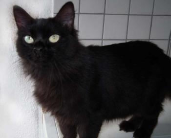 Alice Bild von Alice