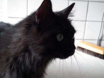 Alice Bild von Alice
