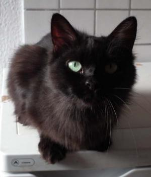 Alice Bild von Alice