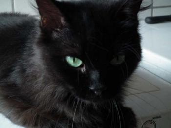 Alice Bild von Alice