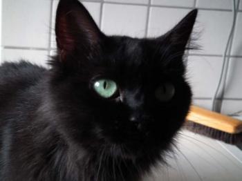 Alice Bild von Alice