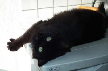 Alice Bild von Alice