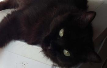 Alice Bild von Alice