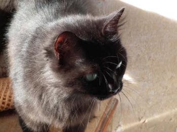 Alice Bild von Alice