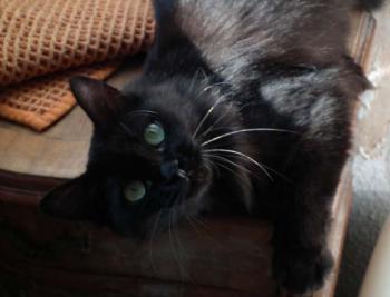 Alice Bild von Alice