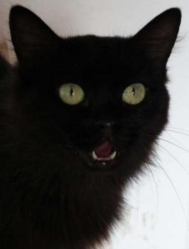 Alice Bild von Alice